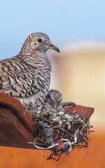 Madre palo en su nido cuidando a su pichon