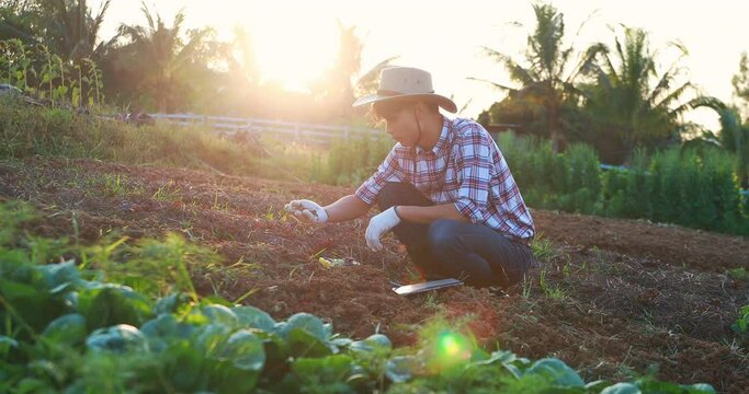 asian farmer farmer checks quality of soil in his farm