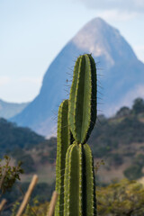 Cactus and vegetation in the foreground with the beautiful view of the petropolis mountains and hills in Rio de Janeiro on a sunny day.