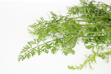 Fresh organic carrot leaves isolated on mable countertop. Vegetable leaves with copy space
