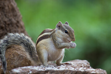 The indian palm squirrel also known as the chipmunk eating its nut posing side ways to the camera 
