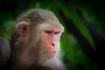 Rhesus macaques are familiar brown primates with red faces and rears. They have close-cropped hair on their heads, 
 which accentuates their very expressive faces.