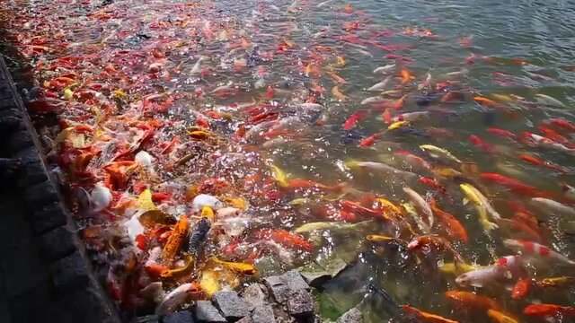 Koi fishes in Hinoki land, Thailand