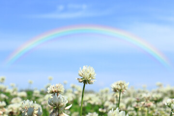 シロツメクサと空にかかる大きな虹 1