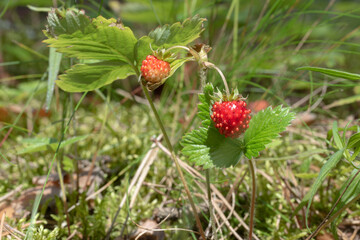 Closeup of ripe wild strawberry hanging on stem on a meadow. Outdoor shoot. Healthy and tasty red berry in the forest.