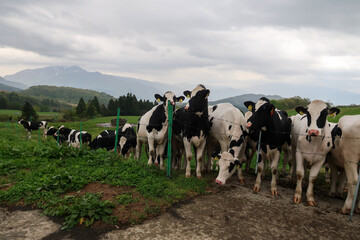 高原で放牧される乳牛