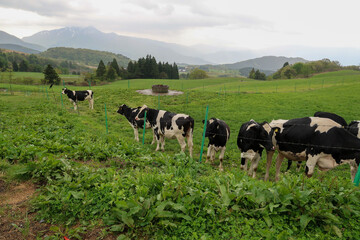 高原で放牧される乳牛