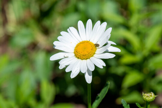 a beetle sits on a huge white daisy