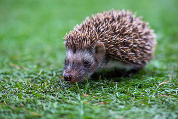 a hedgehog runs on the bright green grass