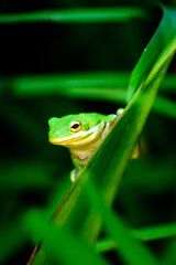 Green Tree Frog Perched In Grass-0828