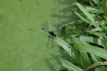 Closeup tiro de libélula em seu ambiente natural 
