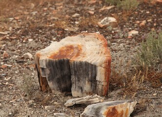 Petrified wood in Petrified Forest National Park, Arizona