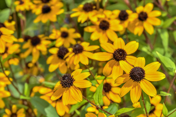 アラゲハンゴンソウの花(Rudbeckia)