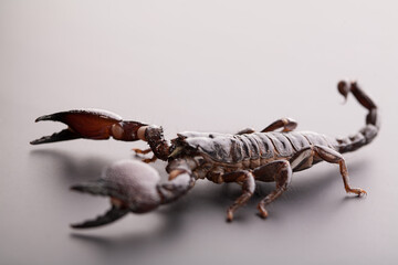Black scorpion close-up on a grey background. Soft light