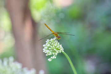 beautiful dragonfly sat on the Dagestan onion