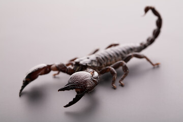 Black scorpion close-up on a grey background. Soft light