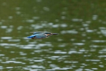 グリーンの水面をバックに猛スピードで滑空するカワセミ成鳥メス