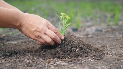 Woman two hand helping working planting seedlings growing young tree into the ground to dry soil on garden. Forestry environments ecology Earth Day concept