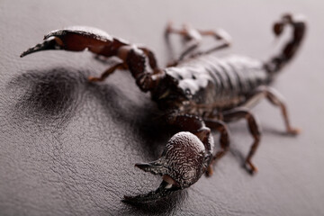 Black scorpion close-up on a grey background. Soft light
