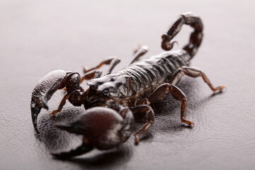 Black scorpion close-up on a grey background. Soft light