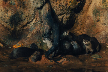 Otters in Saint Petersburg Oceanarium, Russia