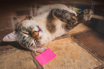 gato combilhete de recadinho. post it