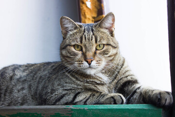 cat on a white background