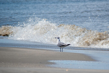 Seagull loving the beach - standing in front of breaking waves.