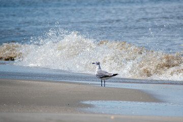 Seagull loving the beach - standing in front of breaking waves. © Christine