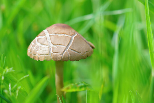 Closeup of a mower's mushroom (Panaeolina foenisecii) on a green blurred background
