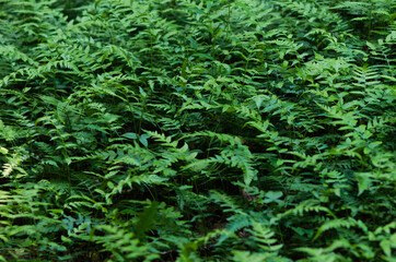 fern leaves