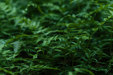 fern leaves in the forest