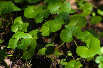 leaves in the forest