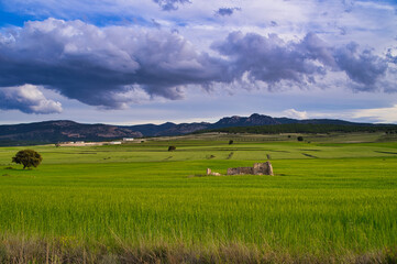 Fototapeta premium paisaje de trigales verdes en España