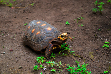 Turtle on the ground