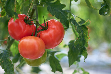 緑色の枝に実った新鮮で美味しそうな赤いトマト