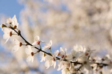 Cherry blossom in spring. Blue sky in the background