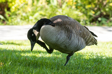 close up of one Canada goose standing on the grass scratching its face use its foot