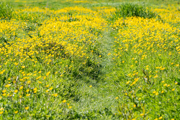 beautiful yellow flowers covering the meadow in the farmland on a sunny day