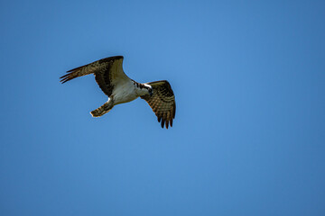 close up of an osprey looking down on the clear blue sky searching for its next meal