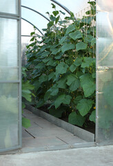 Polycarbonate greenhouse with cucumber vines with flowering and cucumbers