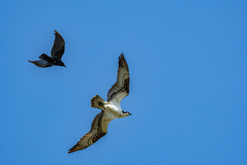 a crow try to chase away the osprey  under the clear blue sky