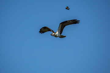 a tiny sparrow chasing an osprey under the clear blue sky