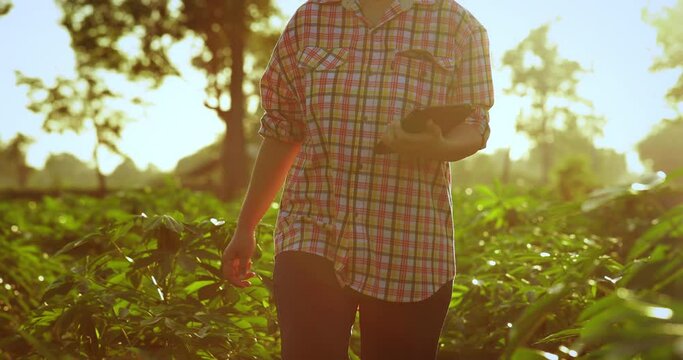 Farmer holding tablet for record data of cassava trees