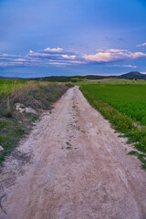 Fototapeta na wymiar paisaje de trigales verdes en España