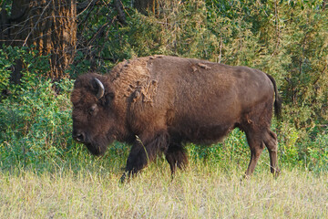 female bison with molting fur