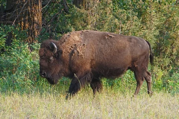 Fototapeten female bison with molting fur © Gaurakisora