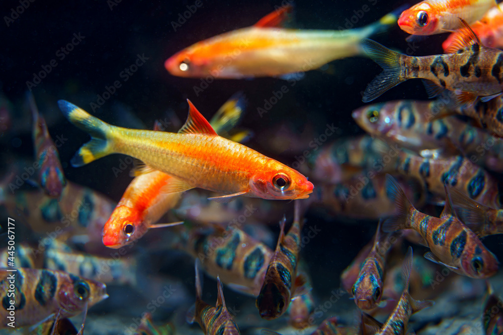 Wall mural Xanthic Red Line Torpeedo Barb (Sahyadria denisonii var.) beautiful fish from captive breeding by human