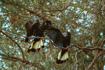 Yellow-Tailed Black Cockatoo sitting in a tree.