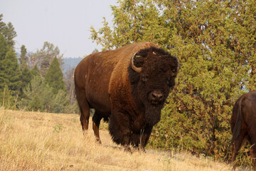 big bison bull standing still